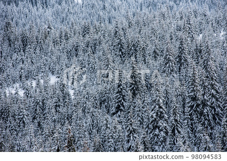 Winter forest covered with snow 98094583