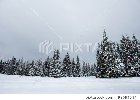 Trees covered with hoarfrost and snow Trees covered with hoarfrost and snow 98094584