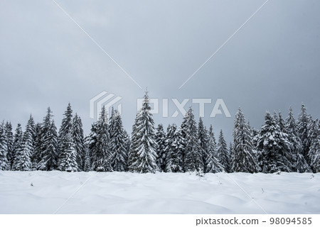 Winter forest covered with snow Winter forest covered with snow 98094585