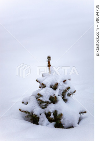 A small fir tree in the snow A small fir tree in the snow 98094739