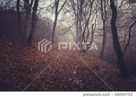 Misty morning in a dark autumn forest 98094762