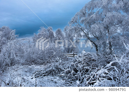 Hoarfrost and snow on birch trees. Winter wonderland Hoarfrost and snow on birch trees. Winter wonderland 98094791