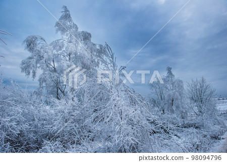 Rime hoarfrost and snow on birch tree branches 98094796