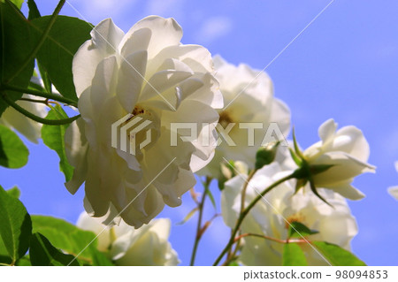 Roses Roses 98094853