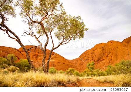 Australia's inland tourist destination, Mount Olga (Kata Tjuta) 98095017