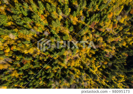 Aerial background of colorful autumn forest canopy 98095173