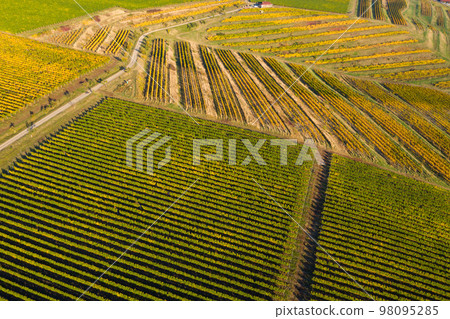 Vineyard drone shot, aerial view from above 98095285