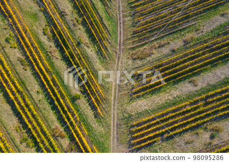 Vineyard drone shot, aerial view from above Vineyard drone shot, aerial view from above 98095286