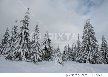 Winter wonderland forest 98095482
