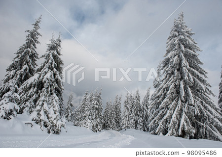 Snowy fir trees at winter Snowy fir trees at winter 98095486