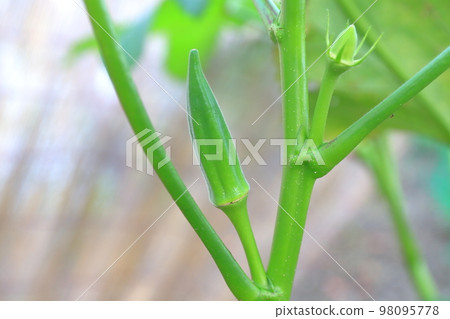 A typical summer vegetable okra grown in a field A typical summer vegetable okra grown in a field 98095778