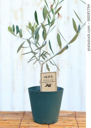 盆栽橄欖 Koroneiki 98095794
