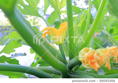 西葫蘆在田裡生長 西葫蘆在田裡生長 98095806