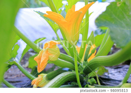 Zucchini growing in the field Zucchini growing in the field 98095813
