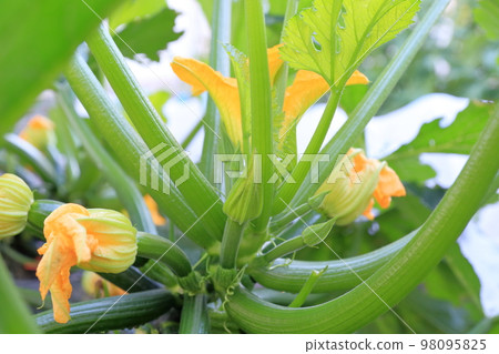 西葫蘆在田裡生長 98095825