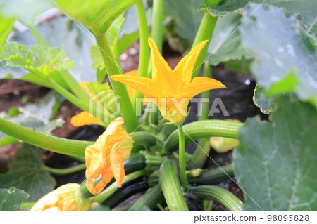 西葫蘆在田裡生長 98095828