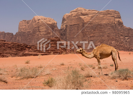 Camel in Wadi Rum desert, Jordan 98095965