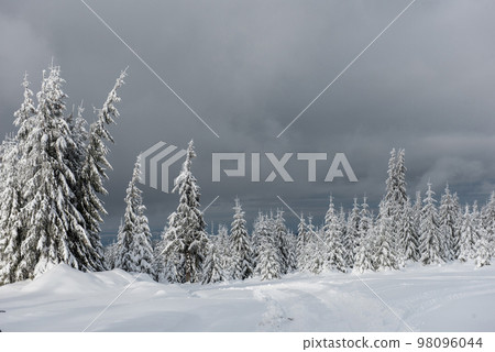 Trees covered with hoarfrost and snow Trees covered with hoarfrost and snow 98096044
