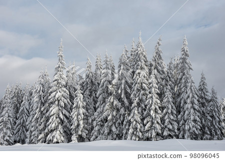 Christmas background, snow covered forest in winter Christmas background, snow covered forest in winter 98096045