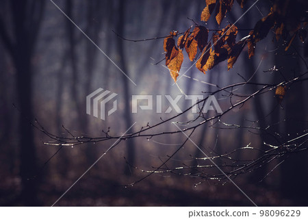 Misty morning in a dark autumn forest 98096229