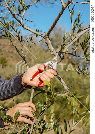 man prunes an olive tree in a plantation in Spain 98096244