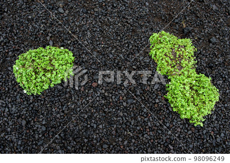Green plants on black volcanic sand in Iceland Green plants on black volcanic sand in Iceland 98096249