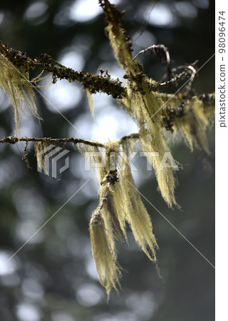 Usnea barbata, old man's beard fungus on a pine tree branch 98096474