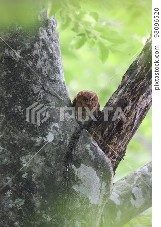 A red-eyed scops owl with wide eyes A red-eyed scops owl with wide eyes 98096520