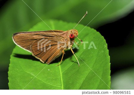 Matapa aria on the leaves is a butterfly in the family Hesperiidae Matapa aria on the leaves is a butterfly in the family Hesperiidae 98096581