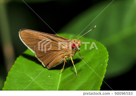 Matapa aria on the leaves is a butterfly in the family Hesperiidae Matapa aria on the leaves is a butterfly in the family Hesperiidae 98096583