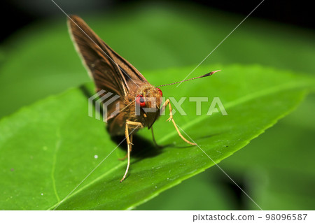 Matapa aria on the leaves is a butterfly in the family Hesperiidae Matapa aria on the leaves is a butterfly in the family Hesperiidae 98096587