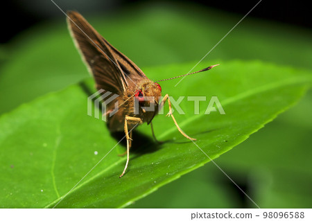 Matapa aria on the leaves is a butterfly in the family Hesperiidae Matapa aria on the leaves is a butterfly in the family Hesperiidae 98096588