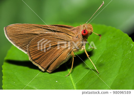 Matapa aria on the leaves is a butterfly in the family Hesperiidae Matapa aria on the leaves is a butterfly in the family Hesperiidae 98096589