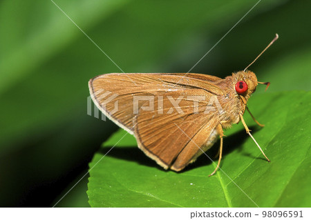 Matapa aria on the leaves is a butterfly in the family Hesperiidae Matapa aria on the leaves is a butterfly in the family Hesperiidae 98096591