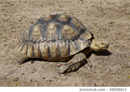 Sulcata tortoise in the garden at thailand 98096621