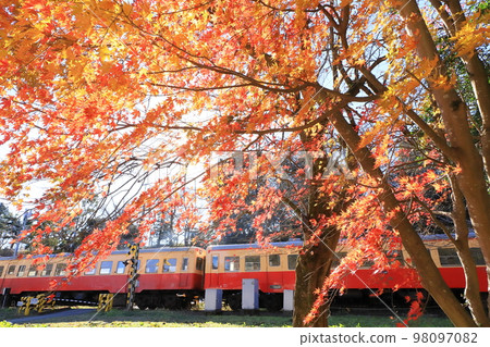 Kominato Railway "In the background of sunny maple leaves and a train" 98097082