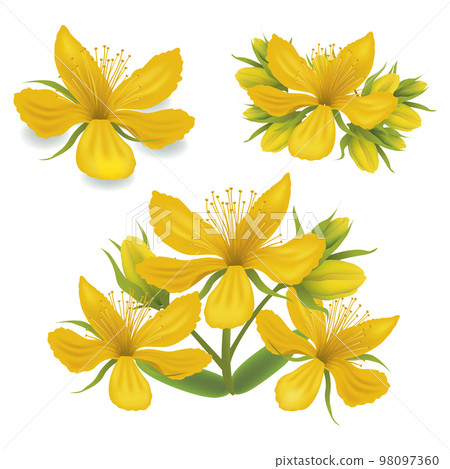 leaf, flower, vector 98097360