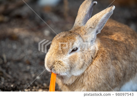 2023 Rabbit 98097543