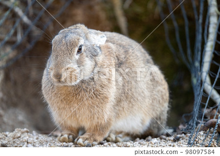 2023 Rabbit 98097584