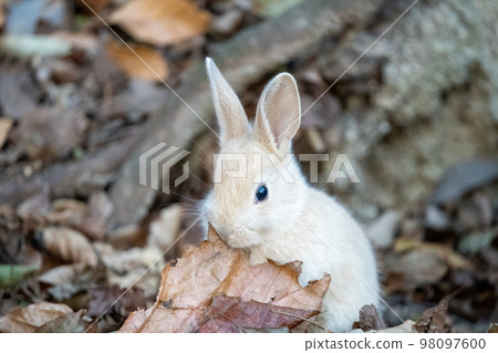 2023兔 2023兔 98097600