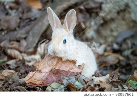 2023 Rabbit 98097601