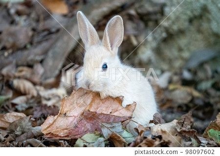 2023兔 2023兔 98097602