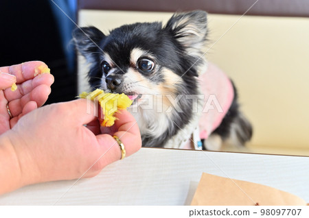 Chihuahua with round eyes and stuffed with baked sweet potato 98097707