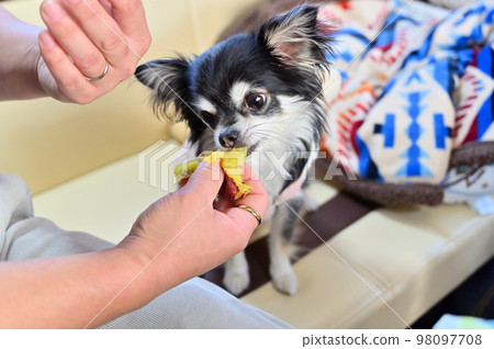 Chihuahua with round eyes and stuffed with baked sweet potato 98097708
