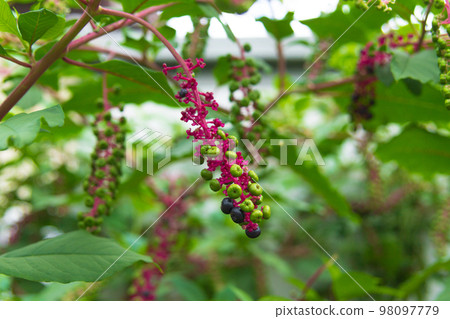 American pokeweed American pokeweed 98097779