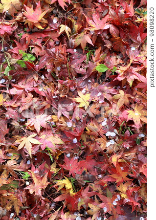 One side of maple leaves Autumn background material Autumn image One side of maple leaves Autumn background material Autumn image 98098220