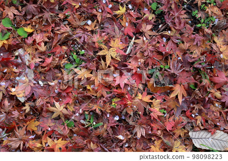 One side of maple leaves Autumn background material Autumn image One side of maple leaves Autumn background material Autumn image 98098223