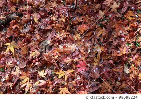 One side of maple leaves Autumn background material Autumn image 98098224