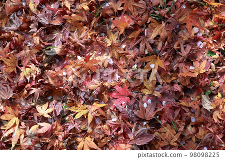One side of maple leaves Autumn background material Autumn image One side of maple leaves Autumn background material Autumn image 98098225