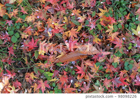 One side of maple leaves Autumn background material Autumn image 98098226